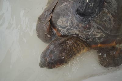 Casi la mitad de las playas de anidación de tortugas de todo el mundo presentan microplásticos Casi la mitad de las playas de anidación de tortugas de todo el mundo presentan microplásticos