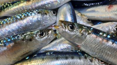 Comienza una nueva campaña MEDIAS para evaluar el estado de explotación de especies pelágicas del Mediterráneo Comienza una nueva campaña MEDIAS para evaluar el estado de explotación de especies pelágicas del Mediterráneo