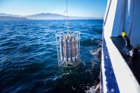 El IEO-CSIC y el MIT colaboran para unificar las mediciones globales de pH marino y avanzar en el estudio de la acidificación oceánica