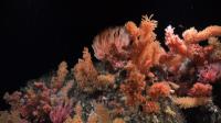 Un investigador del IEO se une a la mayor expedición global para descubrir especies marinas