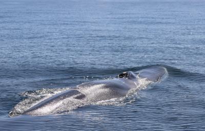 Un nuevo estudio identifica las zonas clave de alimentación de la megafauna marina en el Mediterráneo