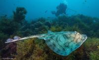 Una investigación del IEO profundiza en el estudio del impacto de la pesca sobre tiburones y rayas del sureste ibérico