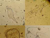 El IEO contribuye a ampliar la mayor base de datos sobre series de tiempo de biodiversidad del planeta El IEO contribuye a ampliar la mayor base de datos sobre series de tiempo de biodiversidad del planeta