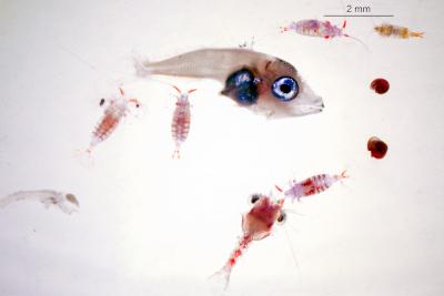 El IEO-CSIC identifica la clave del éxito larvario del atún rojo en el Mediterráneo 