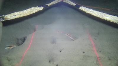 El IEO investiga la abundancia de cigala en Galicia a través de imágenes submarinas El IEO investiga la abundancia de cigala en Galicia a través de imágenes submarinas