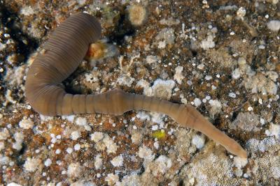 El IEO lidera la actualización de la lista patrón de especies marinas en aguas españolas El IEO lidera la actualización de la lista patrón de especies marinas en aguas españolas