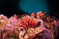 Encuentran en la Patagonia el bosque de hidrocoral rojo más somero del mundo