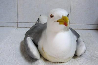 La parálisis que afecta a las gaviotas y otras aves acuáticas estaría causada por botulismo según un nuevo estudio La parálisis que afecta a las gaviotas y otras aves acuáticas estaría causada por botulismo según un nuevo estudio