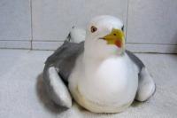 La parálisis que afecta a las gaviotas y otras aves acuáticas estaría causada por botulismo según un nuevo estudio La parálisis que afecta a las gaviotas y otras aves acuáticas estaría causada por botulismo según un nuevo estudio