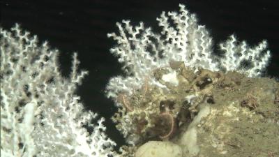 Un equipo del IEO investiga los fondos marinos frente a Cantabria y el impacto de la pesca artesanal Un equipo del IEO investiga los fondos marinos frente a Cantabria y el impacto de la pesca artesanal