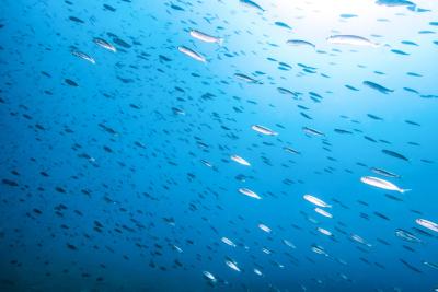 Un equipo del IEO mejora la metodología para estimar el crecimiento del boquerón Un equipo del IEO mejora la metodología para estimar el crecimiento del boquerón