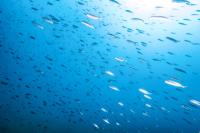 Un equipo del IEO mejora la  metodología para estimar el crecimiento del boquerón