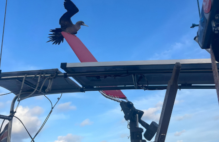 bird-on-windvane